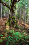 Quercia millenaria - ©Giancarlo Parisi